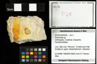 Foto (Objekt + Etiketten) von Eodromites sp. 